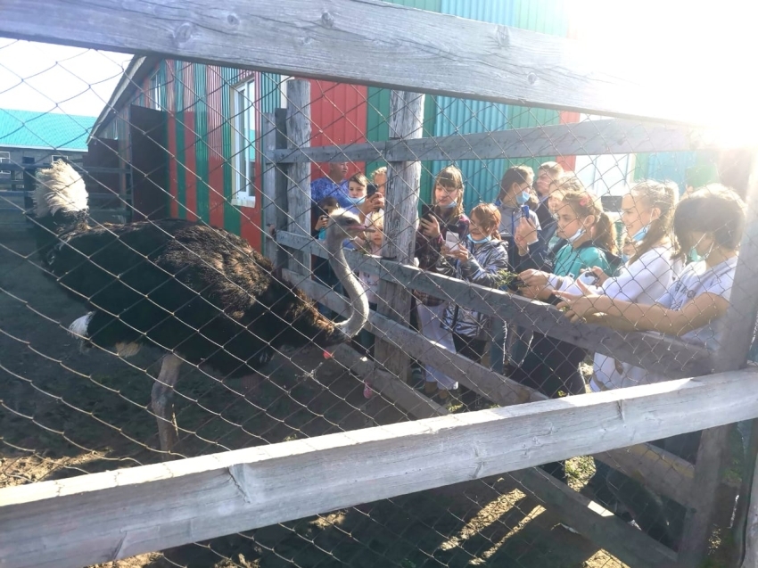 Дети из многодетных семей посетили экскурсию по страусиной ферме в Чите